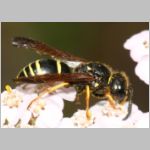 Gymnomerus laevipes - Lehmwespe w01a 10mm.jpg